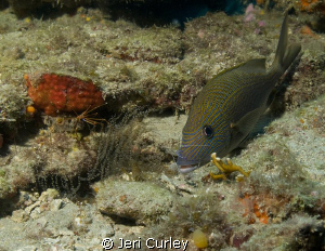 This grunt was being cleaned by a Pederson cleaner shrimp... by Jeri Curley 